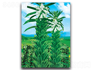 ߮a(chn)֥-֥N-ܷNI(y)