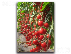 F2̖(ho)-ѷN-r(nng)r(nng)I(y)