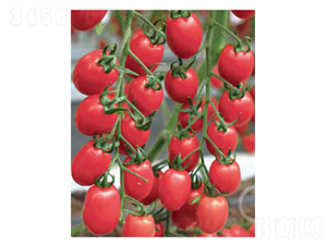 6̖(ho)-СѷN-߶˷NI(y)