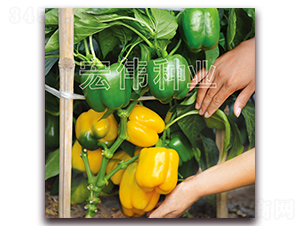 o(j)һ̖(ho)-N-ꂥNI(y)