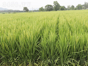 誃Ƀ(yu)-ˮN-𽡷NI(y)