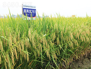 Ƀ(yu)261-ˮN-𽡷NI(y)