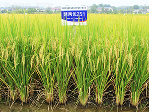 ۃɃ(yu)251-ˮN-𽡷NI(y)