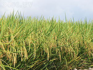 マ(yu)565-ˮN-𽡷NI(y)