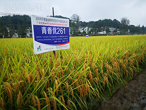 マ(yu)261-ˮN-𽡷NI(y)