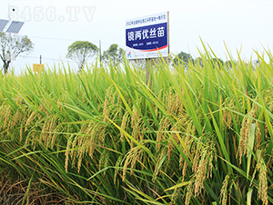 RɃ(yu)z-ˮN-𽡷NI(y)